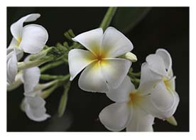 Blommor 70x50 