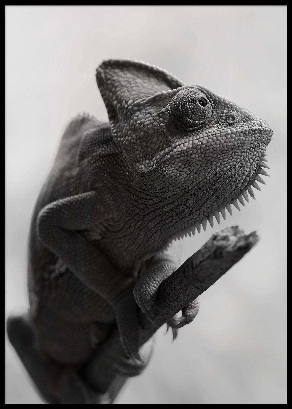 CHAMELEON POSTER 50x70