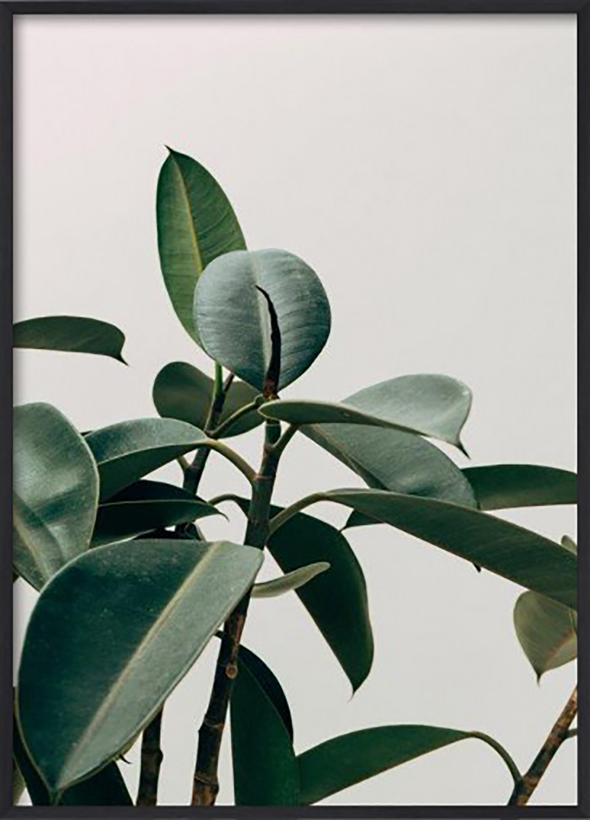 Green plant 50x70