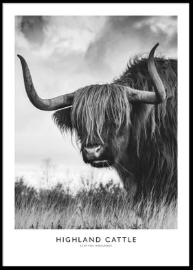 HIGHLAND CATTLE #3 POSTER