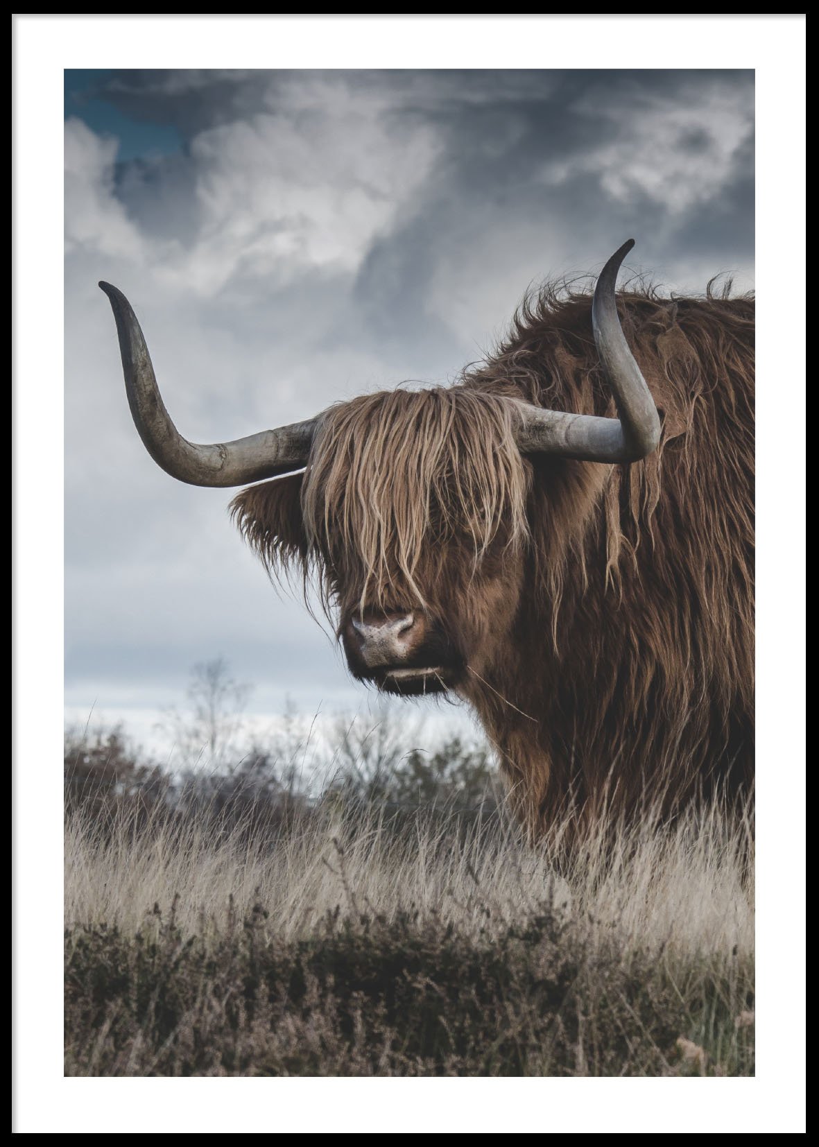 Highland cattle 50x70