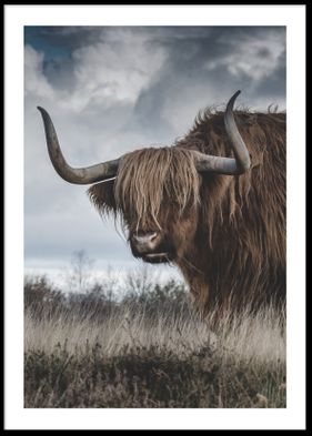 Highland cattle 50x70