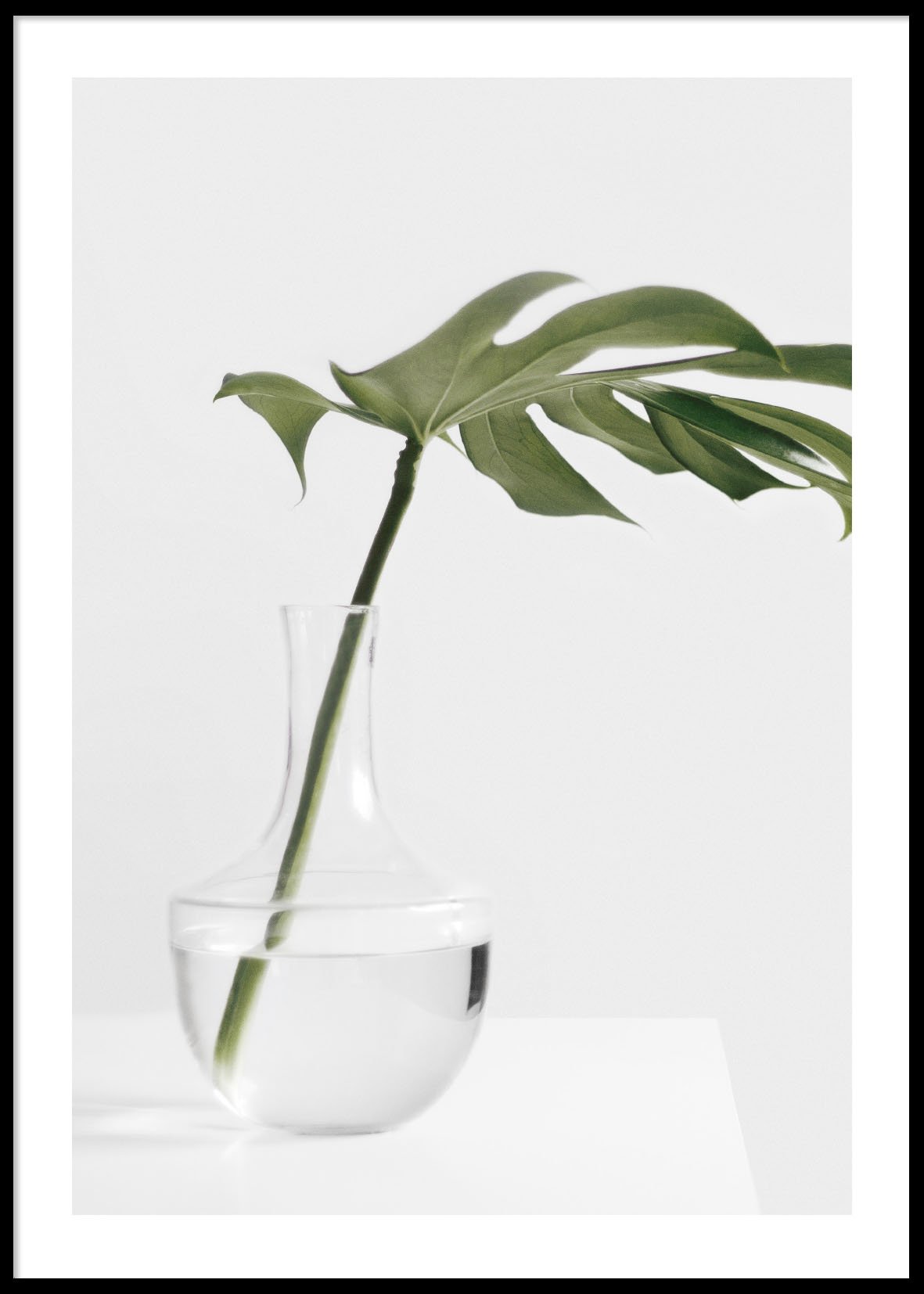 Monstera in vase 50x70