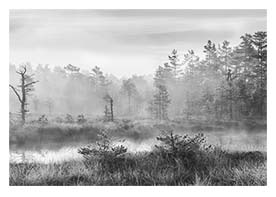 Mossen 70x50 