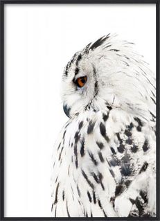 Owl 30x40