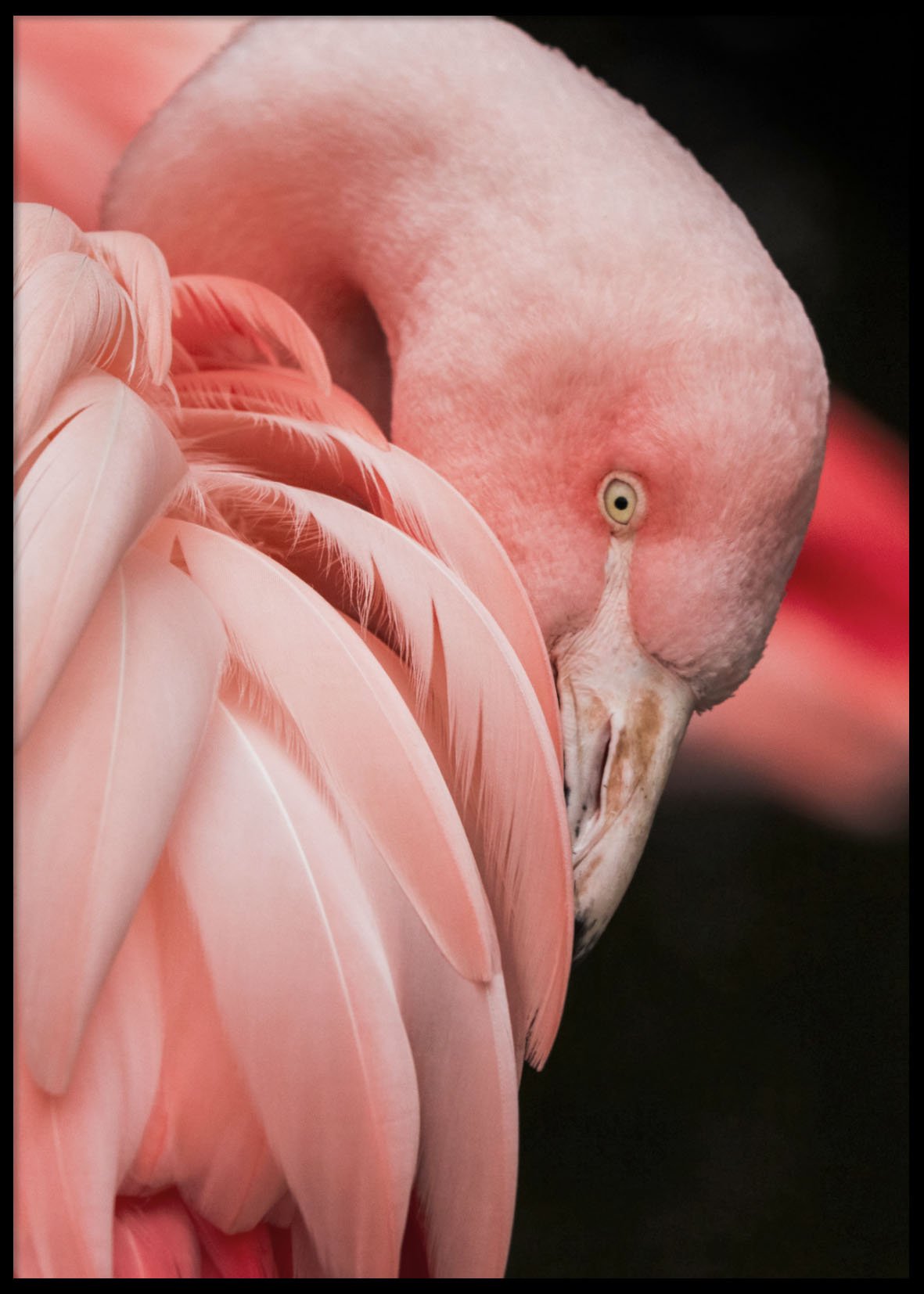 Pink Flamingo 50x70