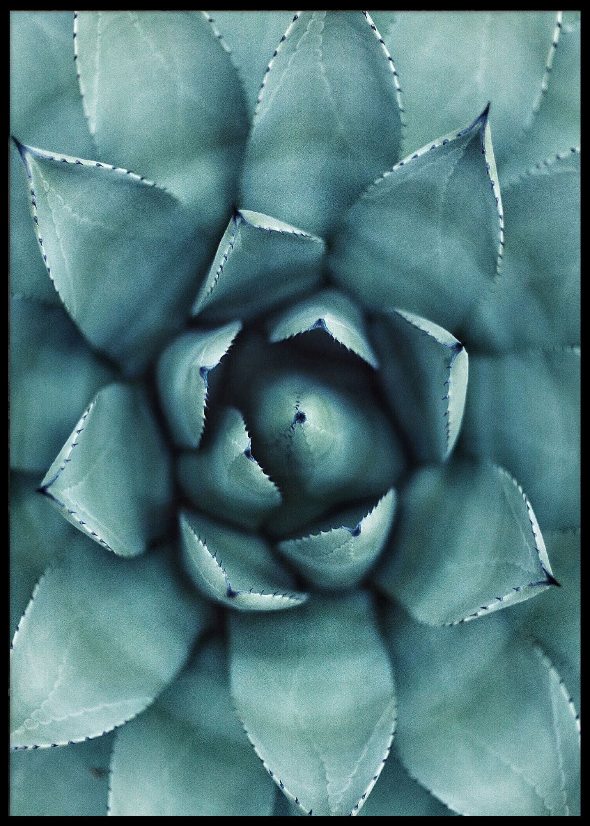 Plant poster 50x70
