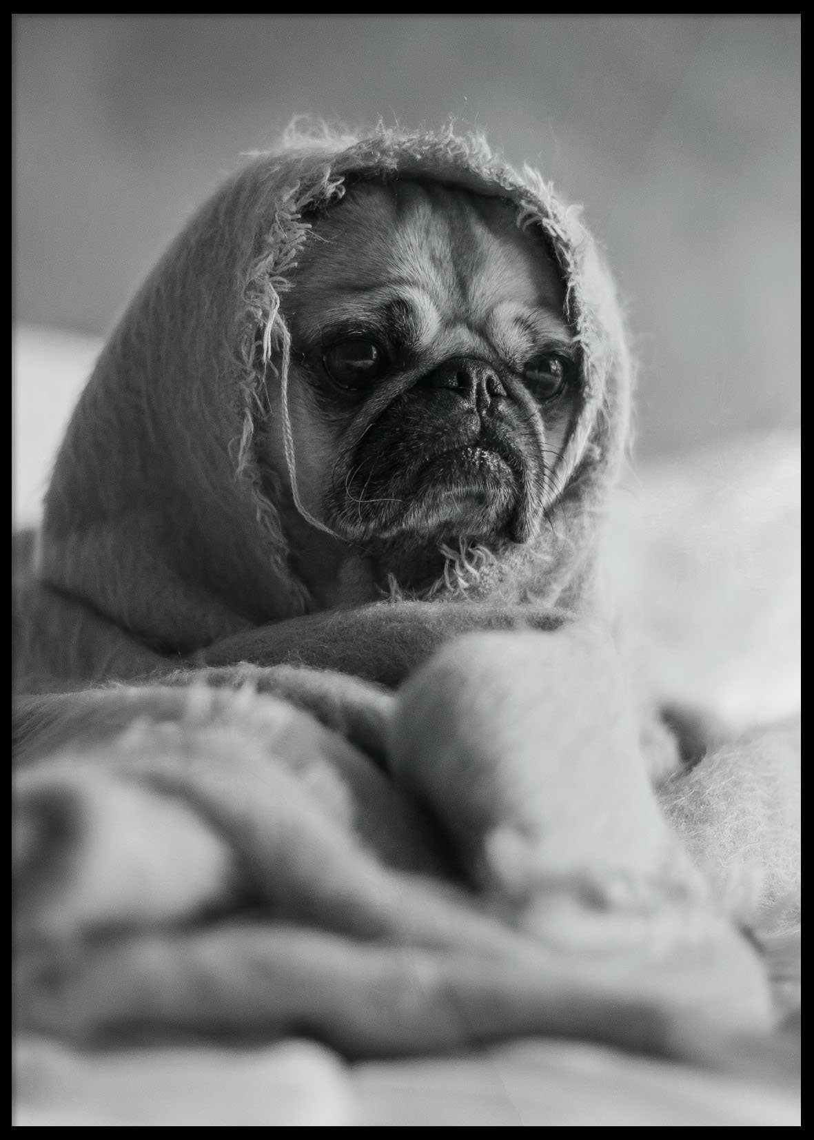 Pug poster 50x70