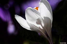 Krokus 55x37